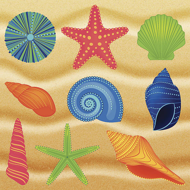 ilustrações, clipart, desenhos animados e ícones de vetor coleção de conchas colorida - remote shell snail isolated
