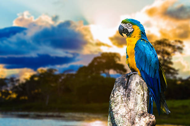 istock Blue and Yellow Macaw ( Arara ) in Pantanal, Brazil 186542812