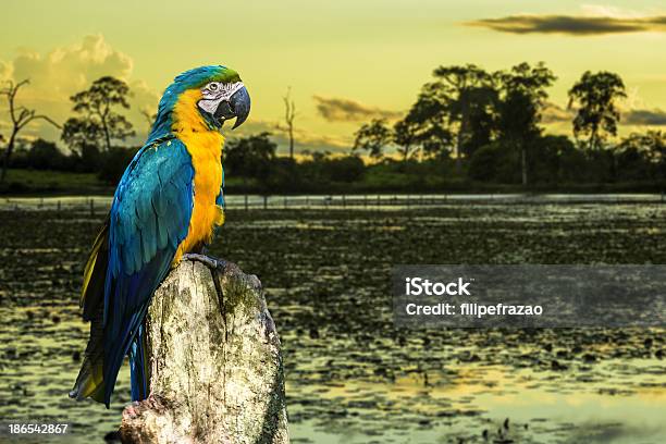 Photo libre de droit de Ara Bleu Et Jaune Dans Le Pantanal Brésil banque d'images et plus d'images libres de droit de Amérique du Sud - Amérique du Sud, Ara, Arbre