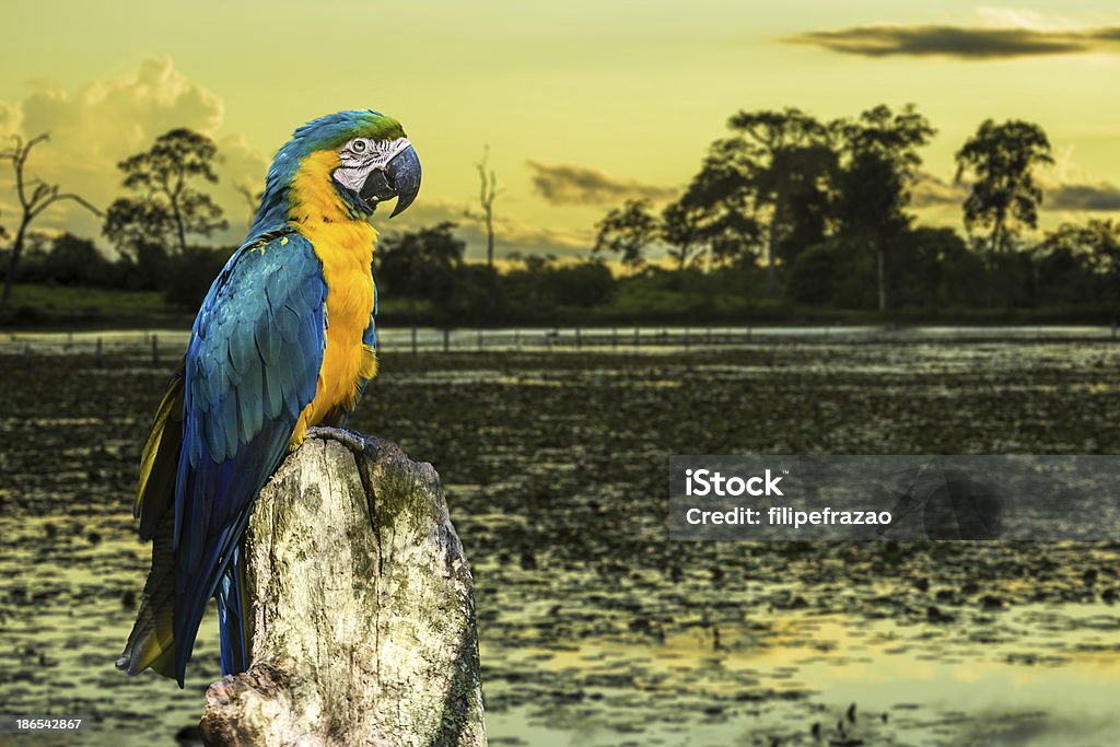 Ara niebieski i żółty (Arara) w Pantanal, Brazylia - Zbiór zdjęć royalty-free (Amazonka - Rzeka)
