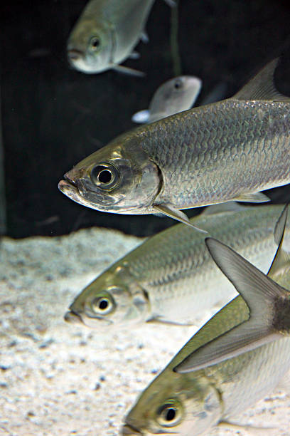 istock Atlantic tarpon Fish in Aquarium. 186543220