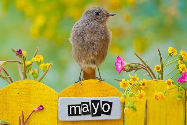 bird perched on a may decorated fence - mayıs fotoğraflar stok fotoğraflar ve resimler