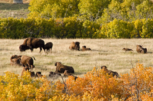 The Daniel’s Park Buffalo herd enjoy a lazy autumn afternoon among the colorful scrub oak in the Rocky Mountain foothills of Colorado