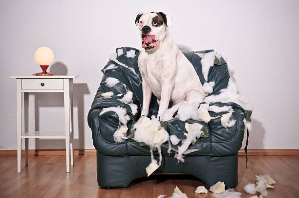 istock Boxer dog sitting in a destroyed leather chair 186543537