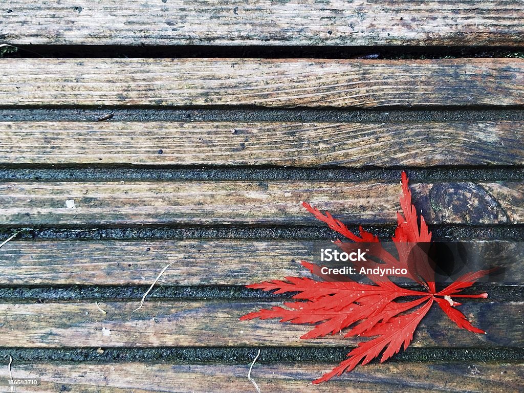 Herbst Blume - Lizenzfrei Ahorn Stock-Foto