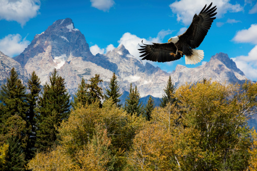 American Bald Eagle With Majestic Grand Tetons Mountains.  The Eagle descends toward treetops in the foreground with amazing mountains in the background. It's hard to find a more breathtaking, American scenic.