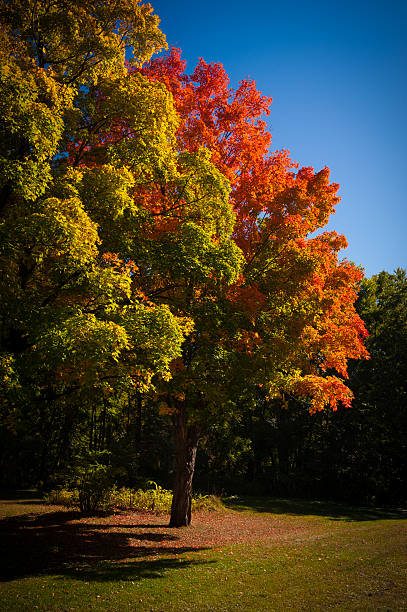 Red Maple tree under blue sky stock photo