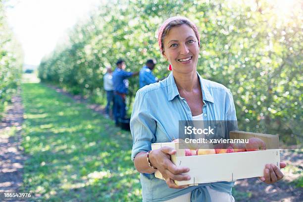 優れた収穫 - リンゴ園のストックフォトや画像を多数ご用意 - リンゴ園, フルーツピッカー, 働く