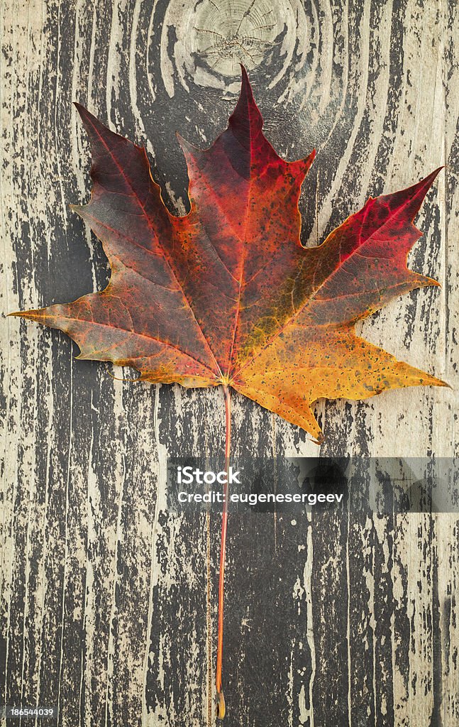 Colorido autumnal hoja de arce establece en la superficie de madera de color marrón oscuro - Foto de stock de Amarillo - Color libre de derechos
