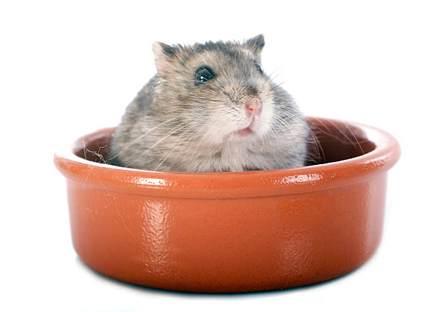 istock russian hamster in bowl 186544051