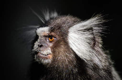 Common Marmoset monkey photographed on Sugarloaf Mountain in Rio de Janeiro.
