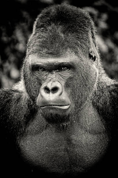 Black and white portrait of angry silverback gorilla