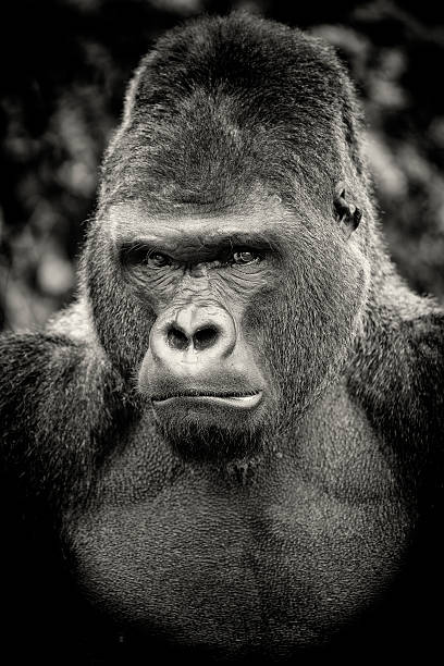 Black and white portrait of angry silverback gorilla Black and white portrait of angry silverback gorilla. angry monkey stock pictures, royalty-free photos & images