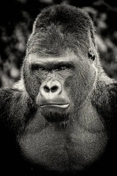 Black and white portrait of angry silverback gorilla.