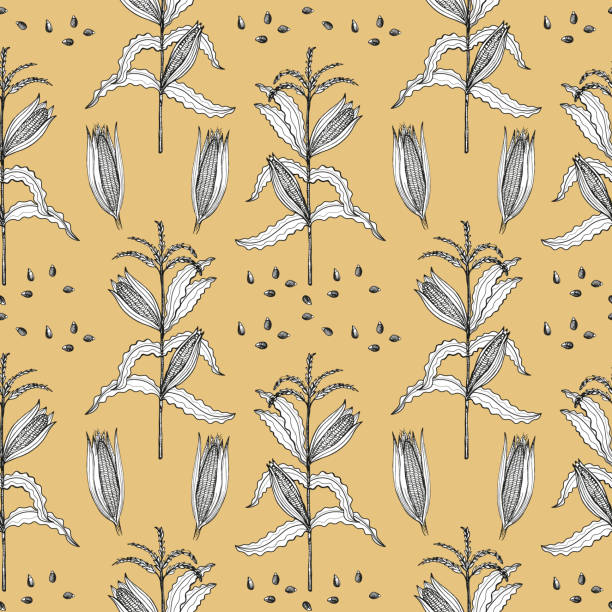 40+ Cornmeal Background Stock Illustrations, Royalty-Free Vector ...