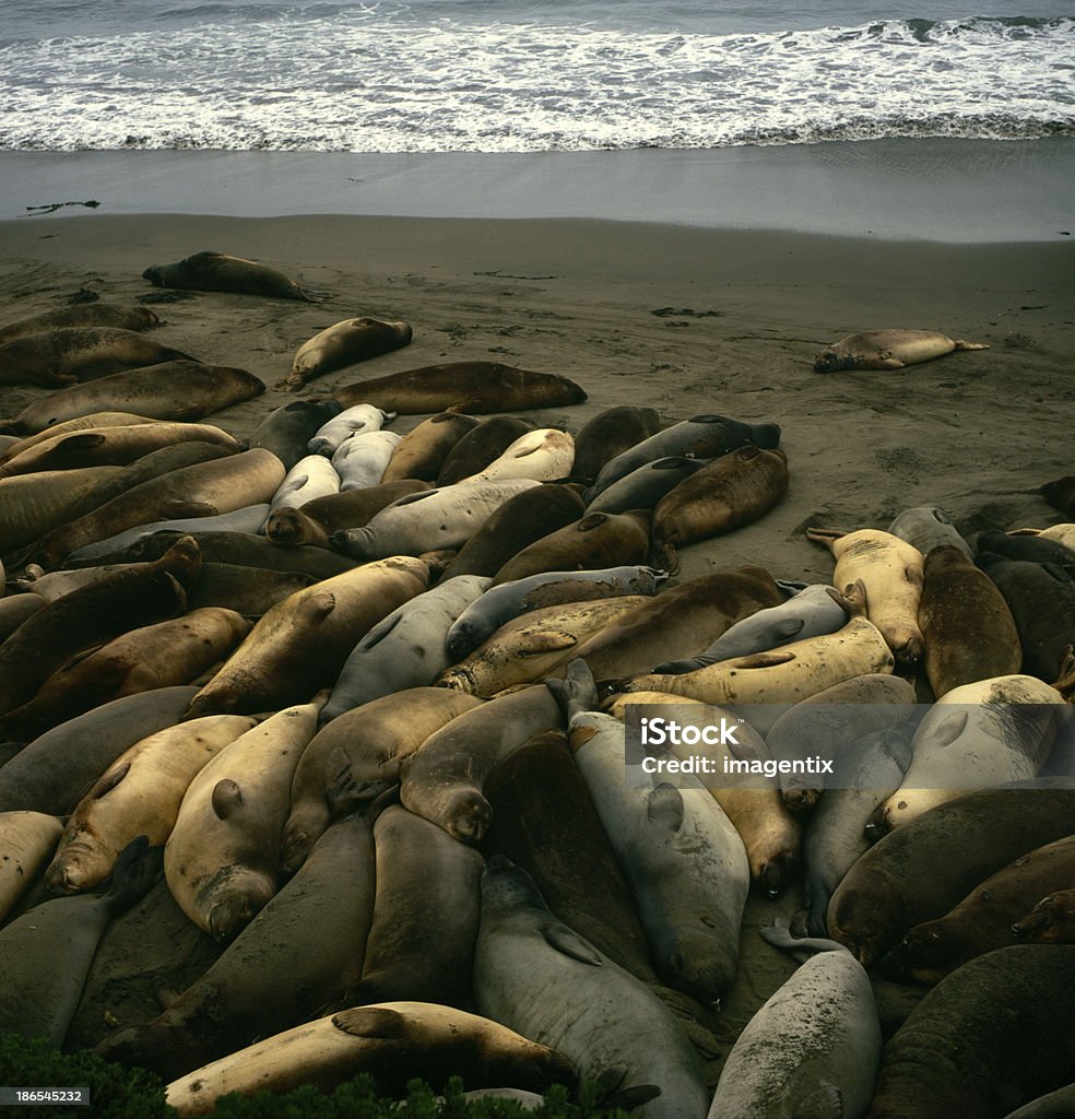 Otaries au repos - Photo de Lion de mer libre de droits