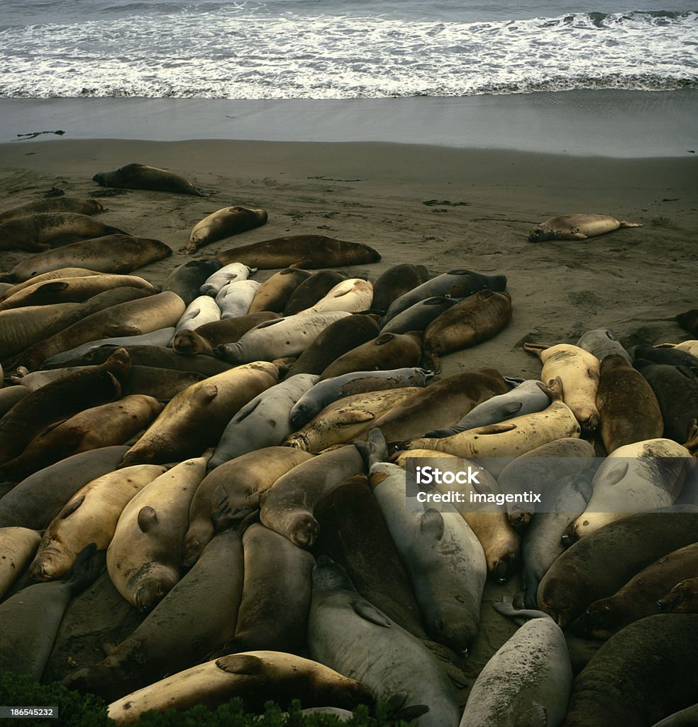 Leões marinhos no resto - Foto de stock de Leão-marinho royalty-free