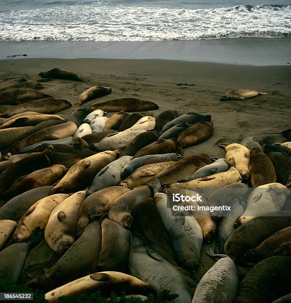 Leões De Mar Em Repouso - Fotografias de stock e mais imagens de Leão-marinho - Leão-marinho, Amarelo, Amontoar