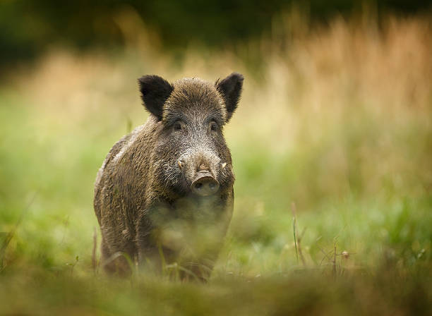 Wild boar walking through forest Wild boar walking through dead grass and pine trees tusk photos stock pictures, royalty-free photos & images