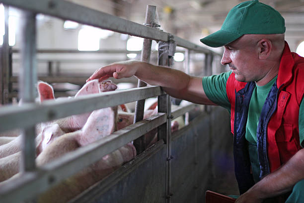 Pig Farming Farmer at work on a pig farm. pig stock pictures, royalty-free photos & images