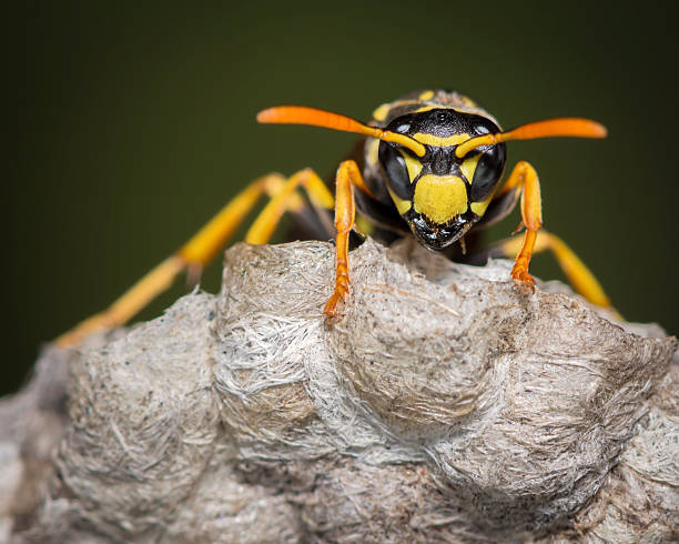 Macro Insect Yellow Jacket Wasp on Nest A macro shot of a yellow jacket on it's nest hornet stock pictures, royalty-free photos & images