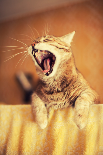 Cat yawning. Also useful for yelling or laughing concepts