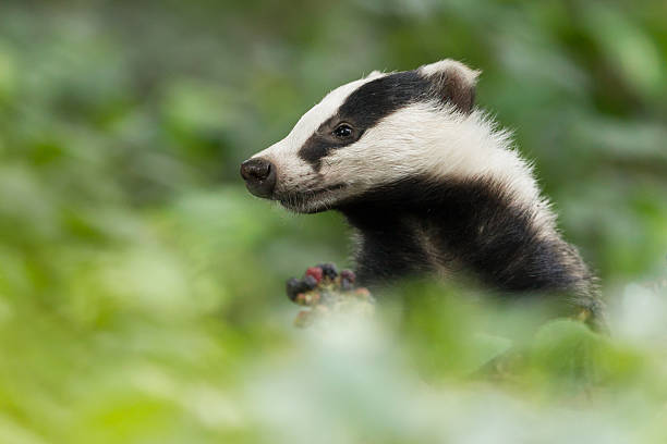 European Badger European Badger (Meles meles).  meles meles stock pictures, royalty-free photos & images