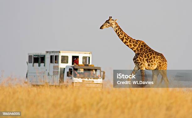 Giraffe Und Safaritruck Stockfoto und mehr Bilder von Masai Mara-Reservat - Masai Mara-Reservat, Tourist, Abenteuer