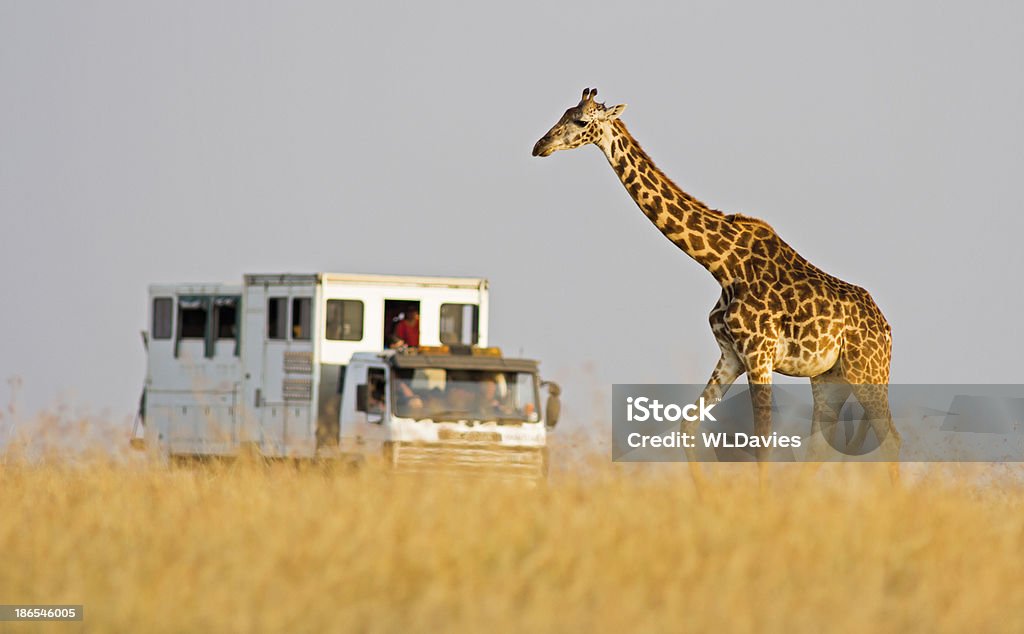 Girafe et camion de safari - Photo de Réserve nationale de Masaï Mara libre de droits