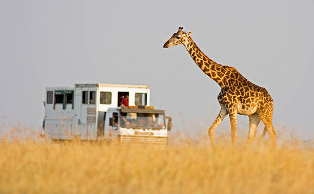 istock Giraffe and safari truck 186546005