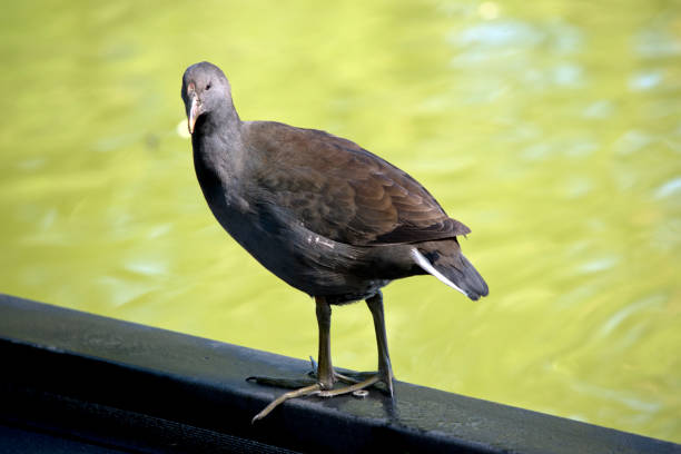 istock the bush hen is walking on a peir 1865464577