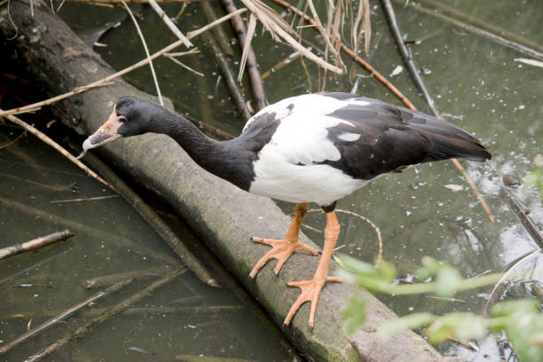 the magpie goose is standing on a fallen tree branch