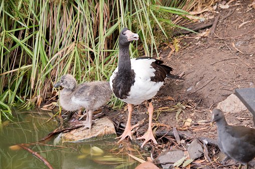 the magpie gosling has grey fluff and white feathers starting to show. It has a brown eye and dark grey beak. The magpie goose is a black and white seabird with black head and neck and a white body and a long neck.