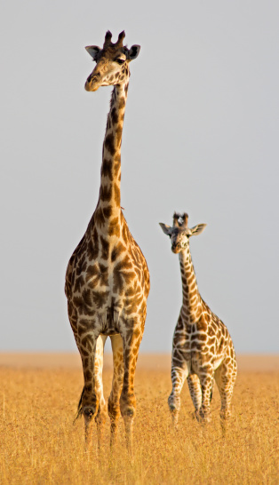 Masai giraffe followed by young calf in the open savannah of the Masai Mara, Kenya