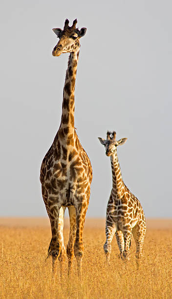 Giraffe with calf Masai giraffe followed by young calf in the open savannah of the Masai Mara, Kenya masai giraffe stock pictures, royalty-free photos & images