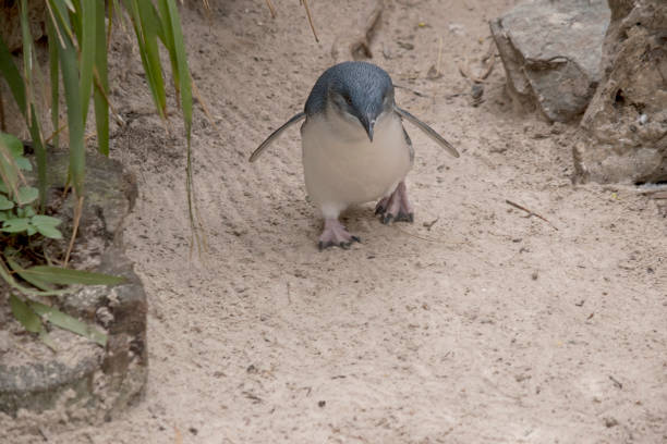il pinguino cammina sulla sabbia - fairy penguin foto e immagini stock