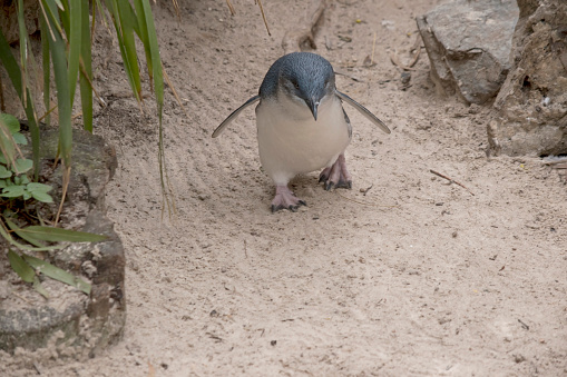 Single young humboldt penguïn ) spheniscus humboldti)  5 months old , to see in profile view.