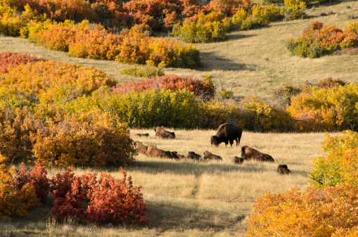The Daniel’s Park Buffalo herd enjoy a lazy autumn afternoon among the colorful scrub oak in the Rocky Mountain foothills of Colorado