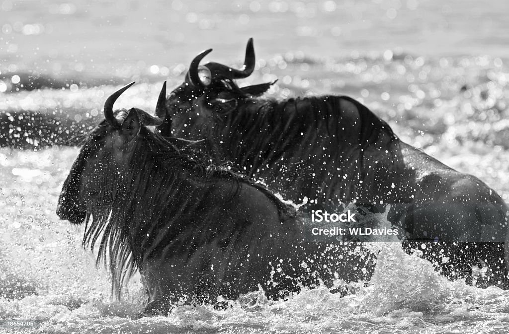 Rio Wildebest Cruzamento - Royalty-free Alto-Contraste Foto de stock