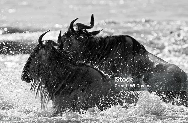 Rio Wildebest Cruzamento - Fotografias de stock e mais imagens de Alto-Contraste - Alto-Contraste, Animal, Animal de Safari