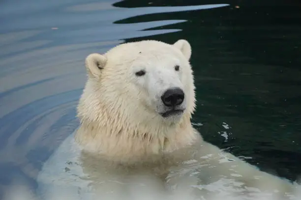 Schwimmender Eisbär in Bremerhaven