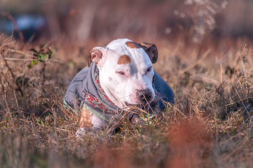 Pitbull with color dog collar on dry grass meadow in cold windy winter morning