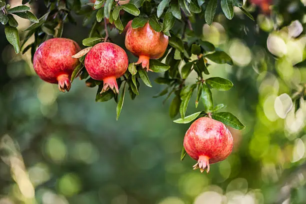 Pomegranates on leafs with nice bokeh background.