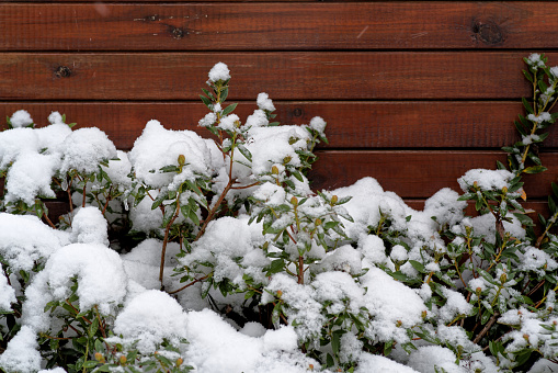 Plant with green leaves and buds covered by snow against wooden background