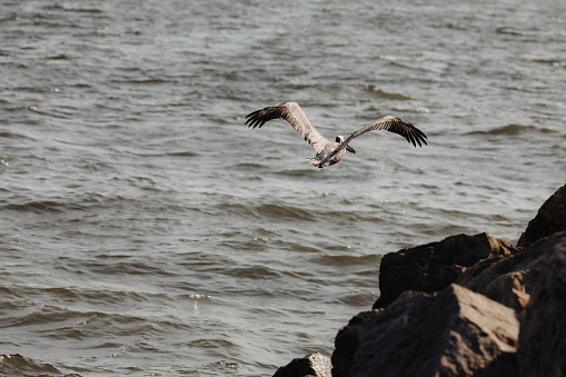 A beautiful pelican flying over a beach in Puerto Vallarta.