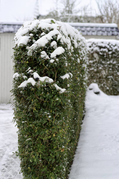 Privet hedge with green leaves covered by snow in a winter