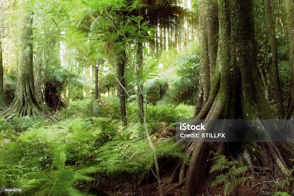 Jungle New Zealand tropical forest jungle Beauty In Nature Stock Photo