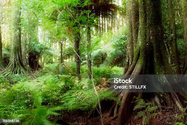 Jungle Stock Photo - Download Image Now - Beauty In Nature, Color Image, Fern