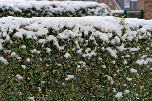 Privet hedge with green leaves covered by snow in a winter