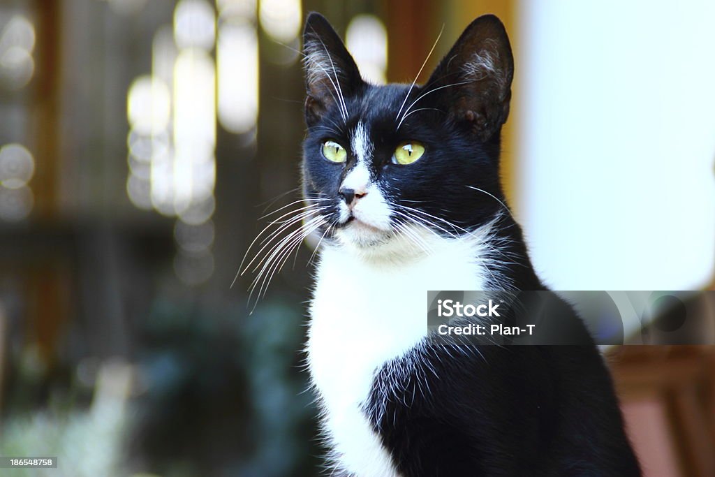 Schwarze und weiße Katze - Lizenzfrei Domestizierte Tiere Stock-Foto
